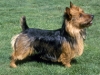 australian_terrier_new