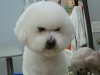 bichon