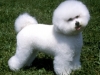 bichon_frise_new