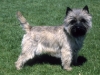 cairn_terrier_new