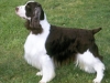 english_springer_spaniel_new