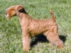 lakeland_terrier_new