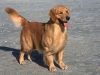 lg_golden_retriever9