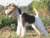 lg_wire_fox_terrier1