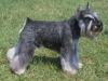 mini_schnauzer_new