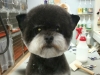 mix-breed-2