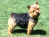 norwich-black-and-tan2