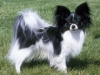 papillon_new