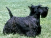 scottish_terrier_new