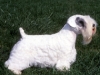 sealyham_terrier_new