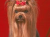 sm_yorkshire_terrier4