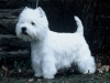 westie